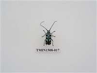 藏品(黑紋蒼藍天牛)的圖片